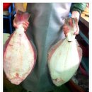 ＜전주수산시장＞자갈치시장에서 구입한 자연산대광어 지느러미살,뱃살 시식~ 이미지