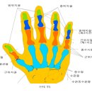 병역판정 신체검사 주요 쟁점 (196-198. 손가락결손) 이미지