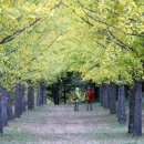 은행1리 이미지