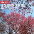 순천세빛중학교 | 순천 홍매화 개화 현황 매곡동 탐매마을, 사운즈옥천카페