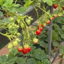 알뜰농장 | 부산 근교 딸기체험 플랜비체험농장 플랜비알뜰체험 후기