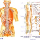 척추신경 각 부분이 인체의 내장기관에 미치는 영향과 증상 계통 이미지