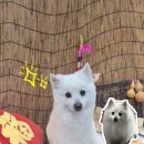 두부네 펫살롱 이미지