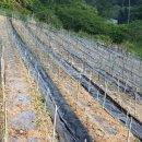 우 드림농장 이미지