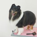 스타덤 펫살롱 이미지