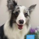 뉴데이 반려견 미용실 이미지