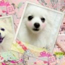 노엘동물병원 이미지