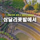 삼달리-15 | 제주 동백 명소 입장료 아깝지 않았던 삼달리 꽃밭에서 솔직후기
