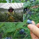 쌍치블루베리 이미지