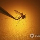 여름철 괴로운 '모기와의 전쟁'...덜 물리는 방법은? 이미지