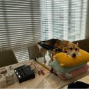 VIP동물한방재활의학센터by.Dr.신사경 이미지