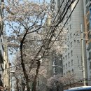 양꼬치호이엔 | [ 일상 끄적임 #65 ] 넷플릭스 뽕 뽑고 벚꽃 구경 왕창 하는 일상 🌸 ft. 마라탕 그만 먹어 🤬