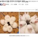 배고픈토끼