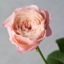 로즈향기 네이버블로그