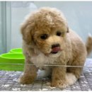 도그의 품격 이미지