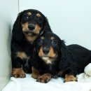 베르네집 이미지