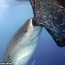 동물의 왕국 이미지