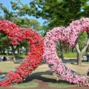 장미공원A 이미지