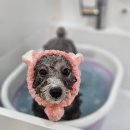 메리몰펫샵(사직점) 이미지