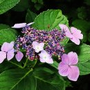 침묵(Silence 이미지