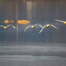 백조공원 이미지