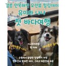 동해축산 | 강릉까지! 반려견 유미·나나의 첫 바다여행🐾안목해변 오션뷰 카페 아메리카 &amp; 강릉 맛집 미진축산 후기💙