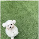 힐링애견샵 이미지