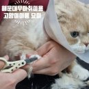 대승프라자 | 해운대 고양이 무마취 미용 잘하는 곳 부산 고양이미용 묘미
