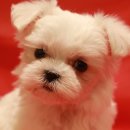 이쁜강아지 이미지