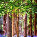 청조나라 이미지