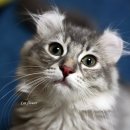 그루밍, 안나 이미지