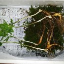 산삼 토종한봉꿀 배송-자연산 산삼복용법 주의사항-산삼무료감정 옻순덤- 이미지