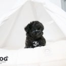 강아지 분양 프러포즈펫 이미지