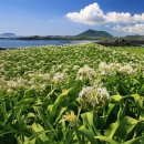 제주 토끼섬 문주란자생지 이미지