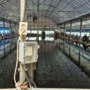 은행나무하우스낚시터 이미지