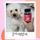 멍냥멍냥 | 강아지 영양제 웰멍냥 후기