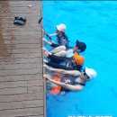 수영장펜션 이미지