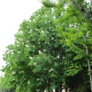 마로니에 이미지