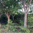 느티나무농장 이미지