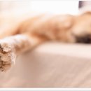 장우진동물병원 이미지