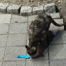 찬이네탕후루