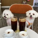 댕블댕블 이미지