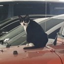 부릉카정비 이미지