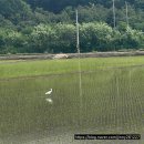해운할인마트 | 인천 강화 볼음도 고센펜션 백합 캐기 5월 갯벌 체험 1박2일 후기