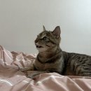대야실버 | 260510: 빨대 보관함, 다이소 자석대야, 실버 파우치, 헤드 러닝 양말, 니뜰리히 원형방석, 지오다노...