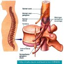 Spinal Cord 이미지