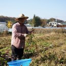 김세환 농장 이미지