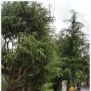 화잠초등학교 이미지