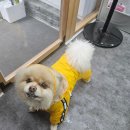 희희퍼피 이미지