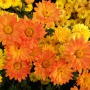 동산농원 이미지